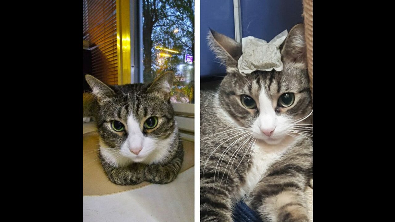 🐈New catnip with scratching post 🌱 the cat.(🐈Новая когтеточка с кошачьей мятой 🌱для кота.)