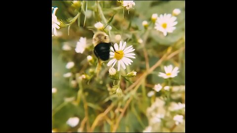 go pro bee in slo mo