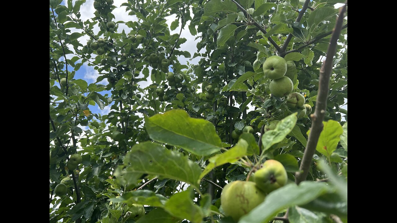 Are all apples edible? wild growing apple tree.