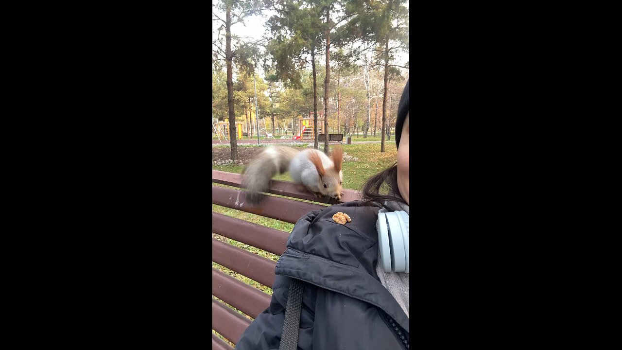 squirrel having some nuts