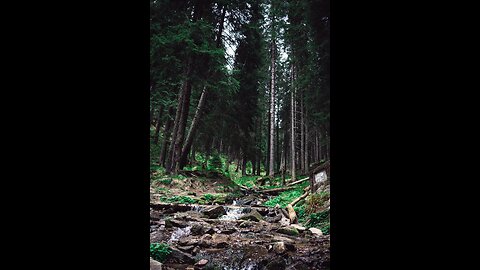 enchantress Beauty Of Forest