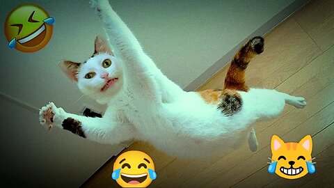 funny cat's