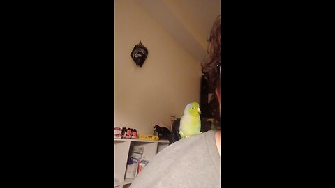 Kuzon Parrotlet Sings to me