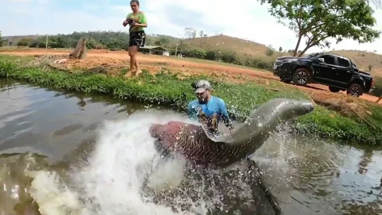 Some Giant Fish in their own Backyard #viral #fishing #viralvideos