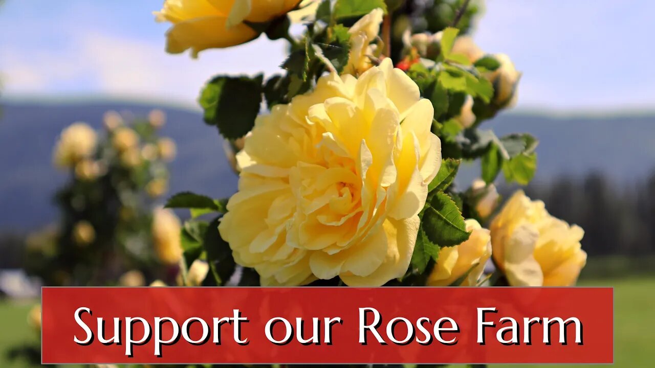 Support our Rose Farm