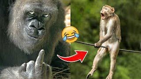 Funny monkey videos with embarrassing moments 😂😂🤣