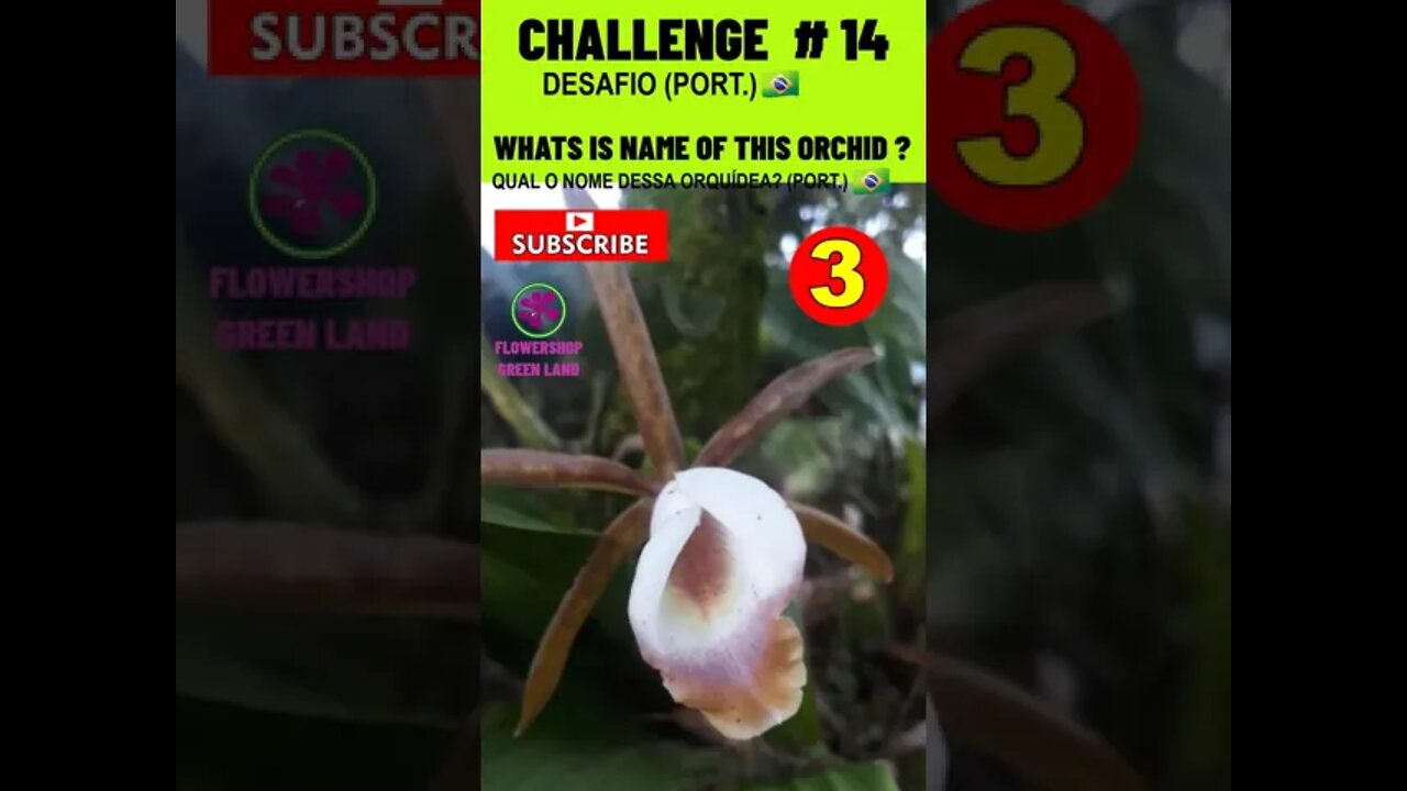 CHALLENGE # 14 |WHATS IS NAME OF THIS ORCHIDS?|YOU WANT TO LEARN? |# SHORT