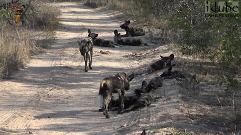 Wild Dog Roadblock