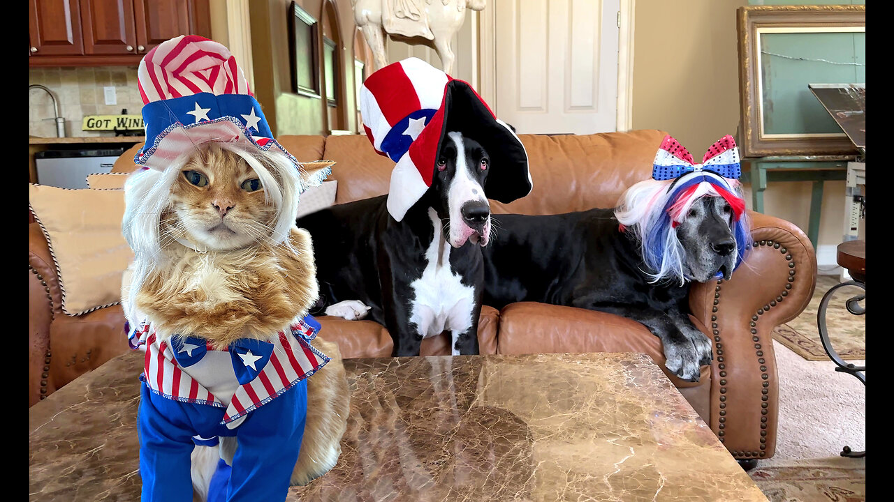 Funny Cat & Great Danes Celebrate 4th of July USA Independence Day