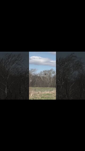 Bald Eagle nest with roosting eagle spotted in Central Indiana!￼