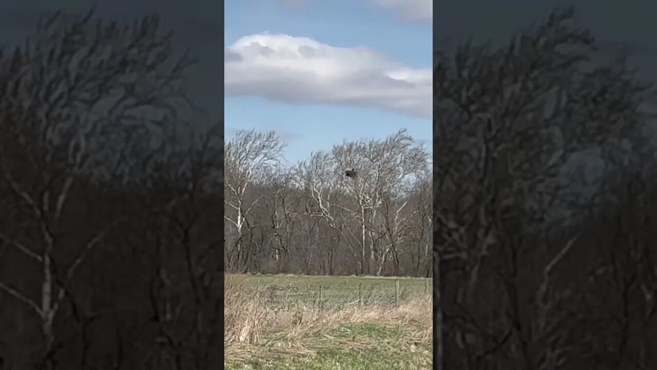 Bald Eagle nest with roosting eagle spotted in Central Indiana!￼