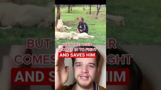 LEOPARD attacks MAN….. but a LION SAVES HIM