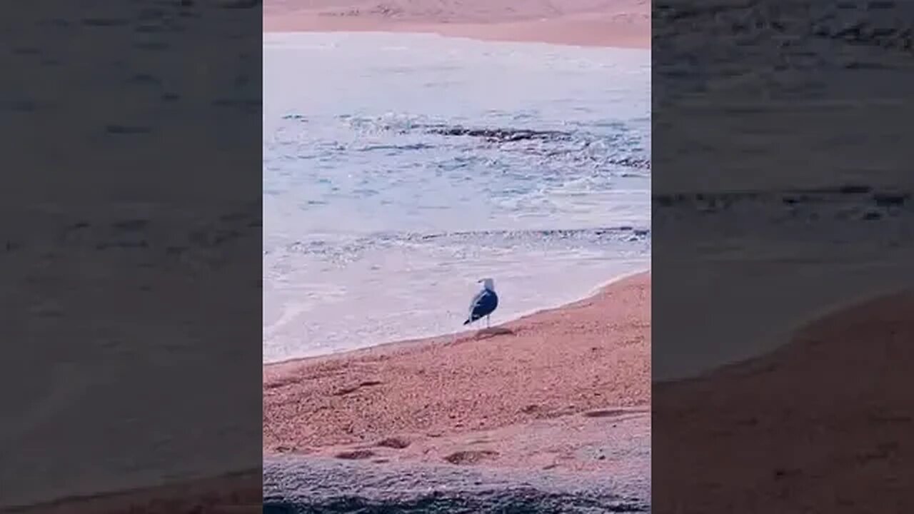 "Beach Bliss: The Symphony of Sea, Nature, and Birds"