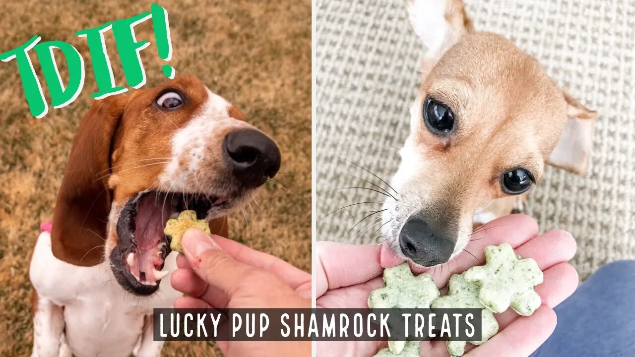 TDIF! Lucky Pup Shamrock Treats