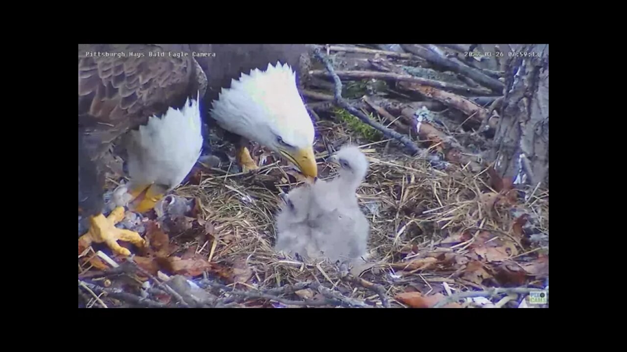 Hays Bald Eagles Mom and Dad feed family breakfish H16 H17 H18 2022 03 26 07 56 20 828