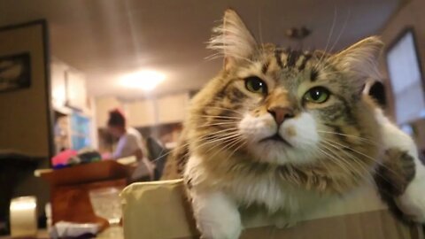 Weird Cat Posture