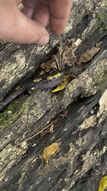 Is This a Newt? It’s pretty Slimy🦎 #nature #wildlife #animal #lizard