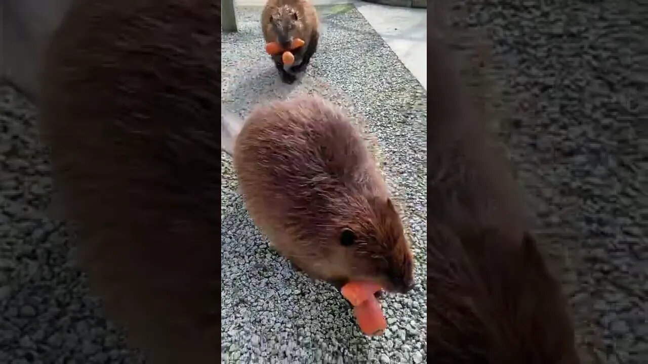 Beavers pass by while holding their food #shorts #animals #beavers