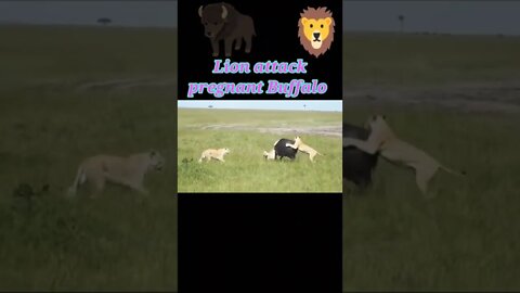Lion attack pregnant buffalo 2022#shorts #youtubeshorts #shortvideo