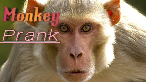 Monkey prank, funny prank funny moment prank monkey