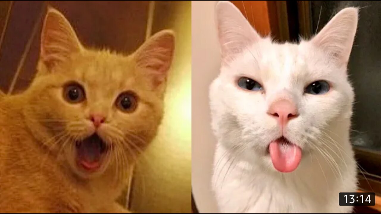 Funniest cats 😹 Best of 2022 cat videos