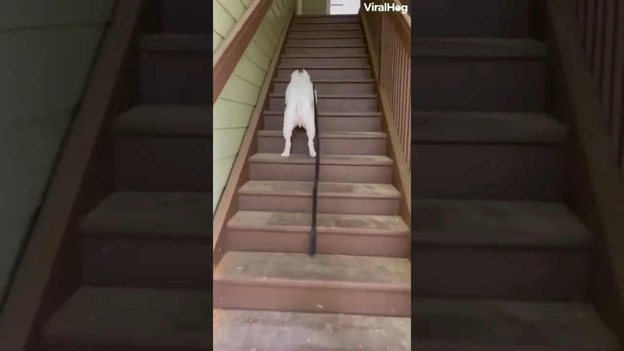 funnydog videos