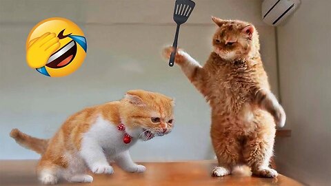 1 Hour Trending Funny Dogs And Cats Videos 🤣 Funniest Cats and Dogs 🐱🐶