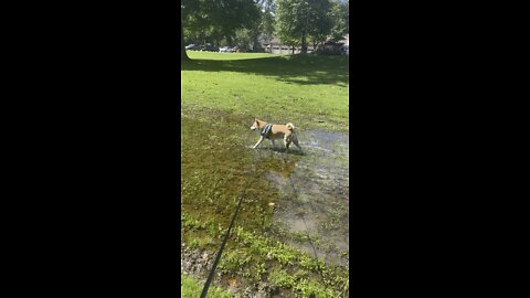 Wet paws
