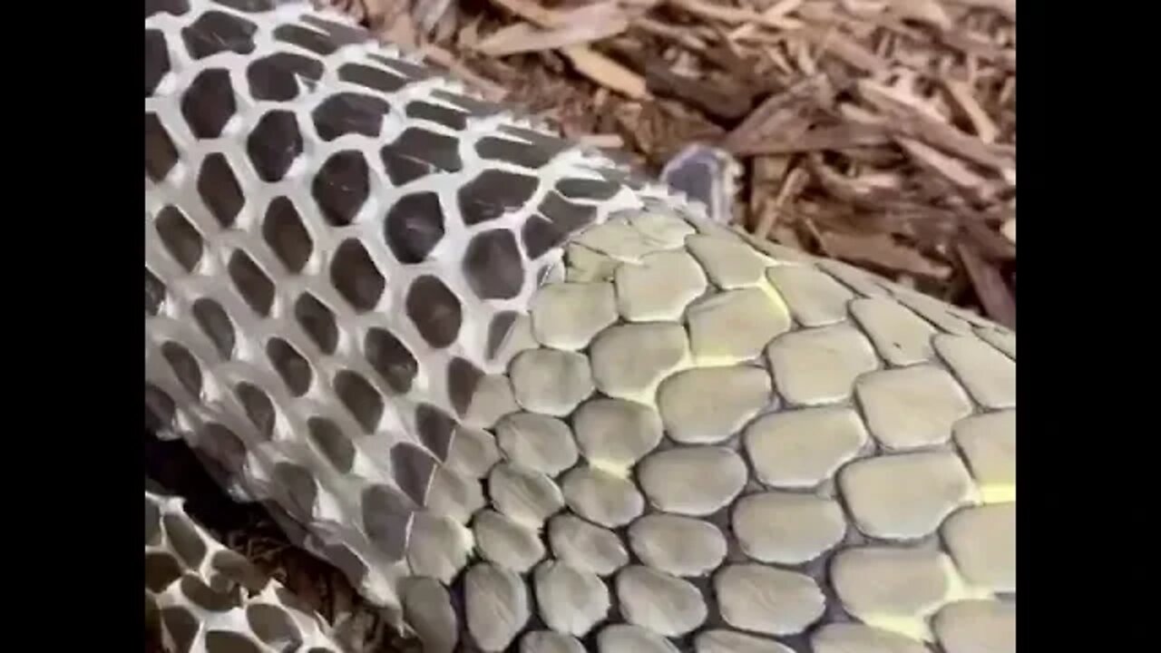 Cobra shedding its skin