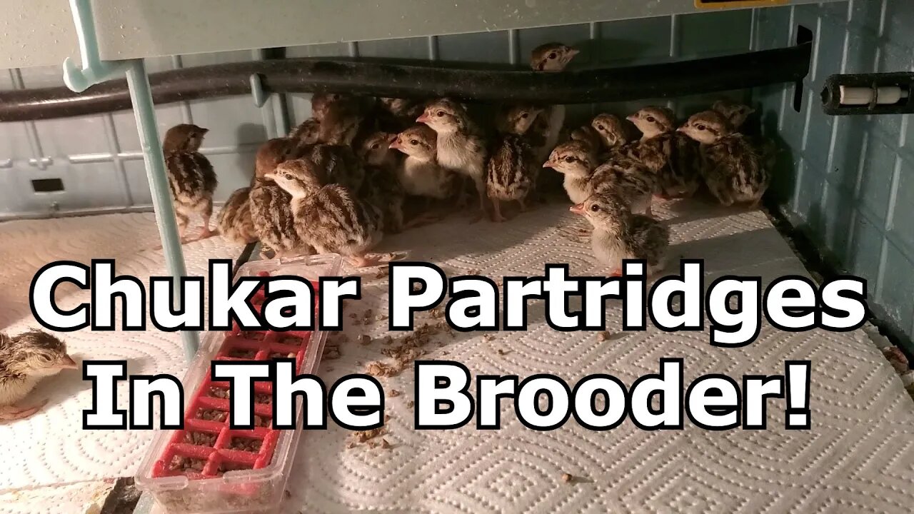 Chukar Partridges Hatched And In Brooder Box!