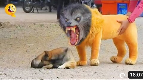 Trolling Dog with fake Lion