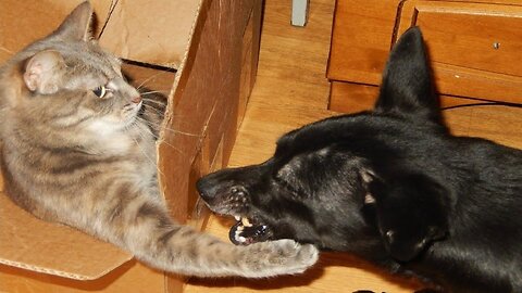 Unbelievable Video of Cat and Dog Friendship - You Won't Believe
