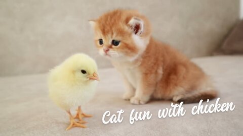 Cat fun with chicken