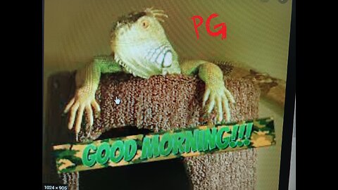 woke iguana