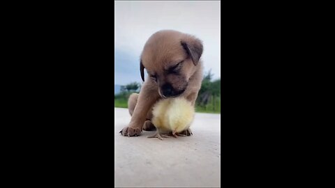 funny video cute video