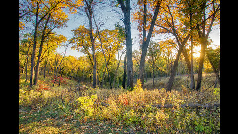 Fall Leaf Photography and Backlighting