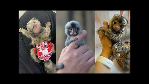 Funniest Monkey - cute and funny monkey videos