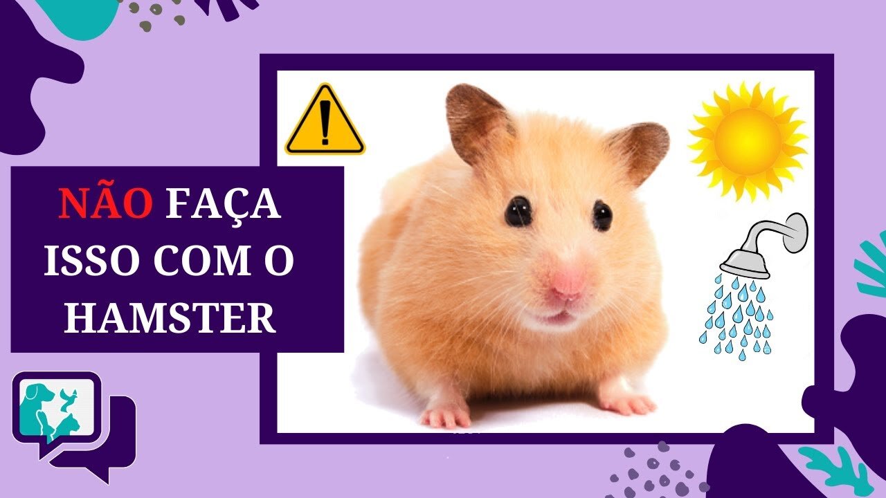 O QUE NUNCA FAZER COM O HAMSTER