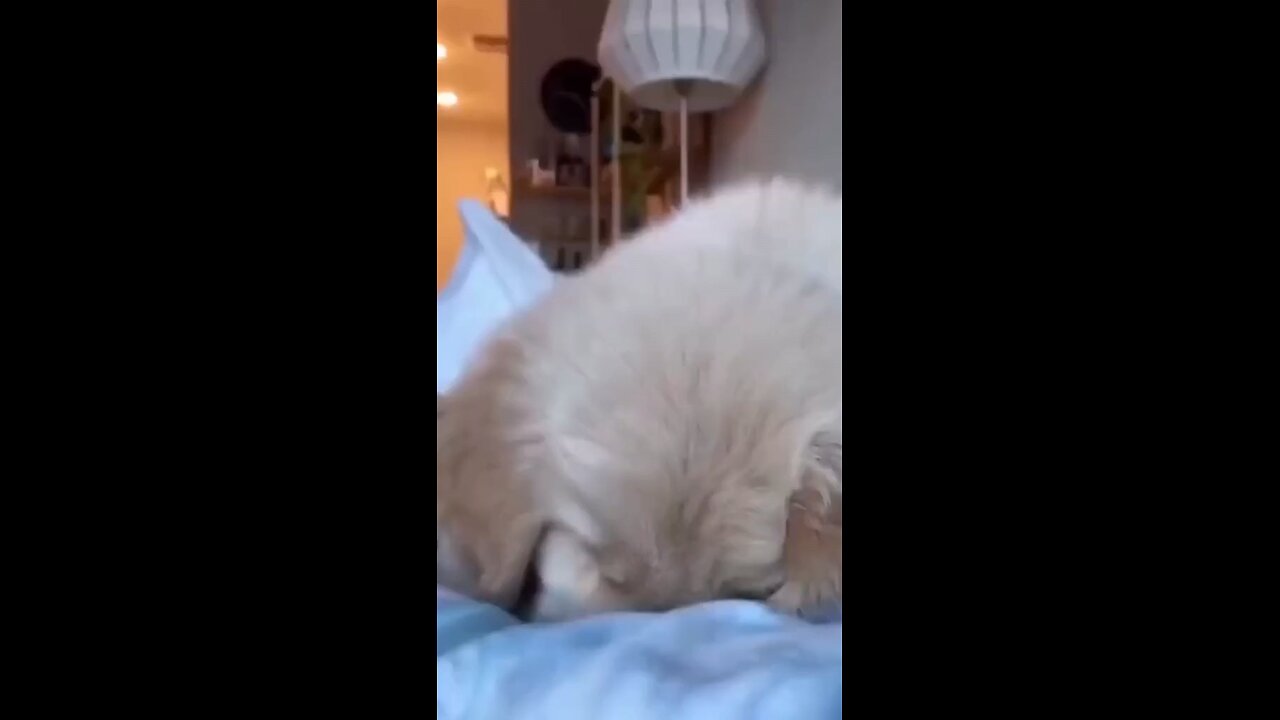 funny cat vs dog