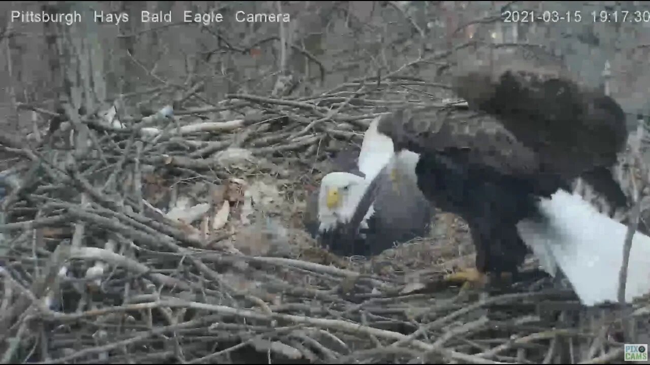 Hays Eagles Mom molts a flight feather 2021 03 15 19:17