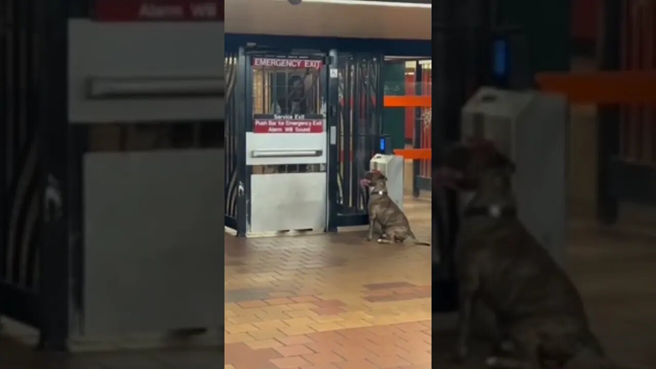 Man Trains His Dog To Open The Door & Get Away With Not Paying The Fare At An NYC Subway Station!