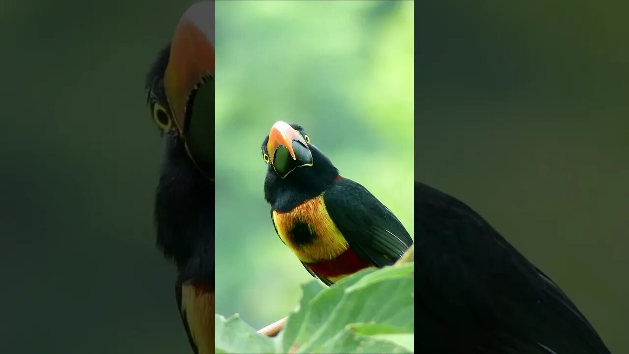 Burung Paruh Besar di Cabang Pohon