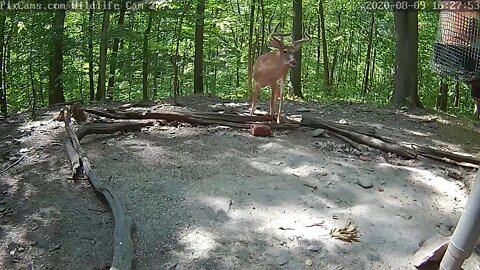 Three of the largest bucks at Wildlife cam 2