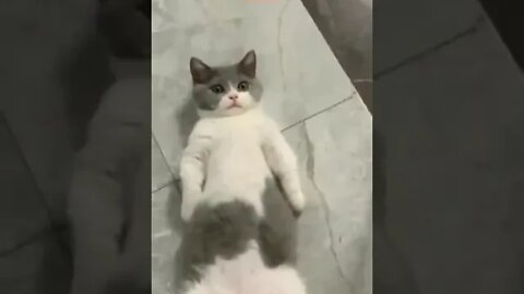cute cat videos 😹 funny videos 😂 1121 😻 #shorts