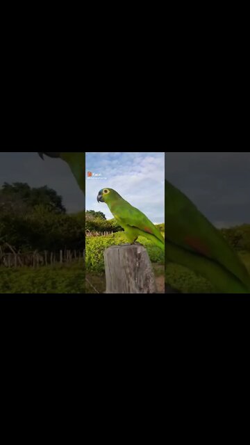 o papagaio falante 3 #shorts #mãenatureza