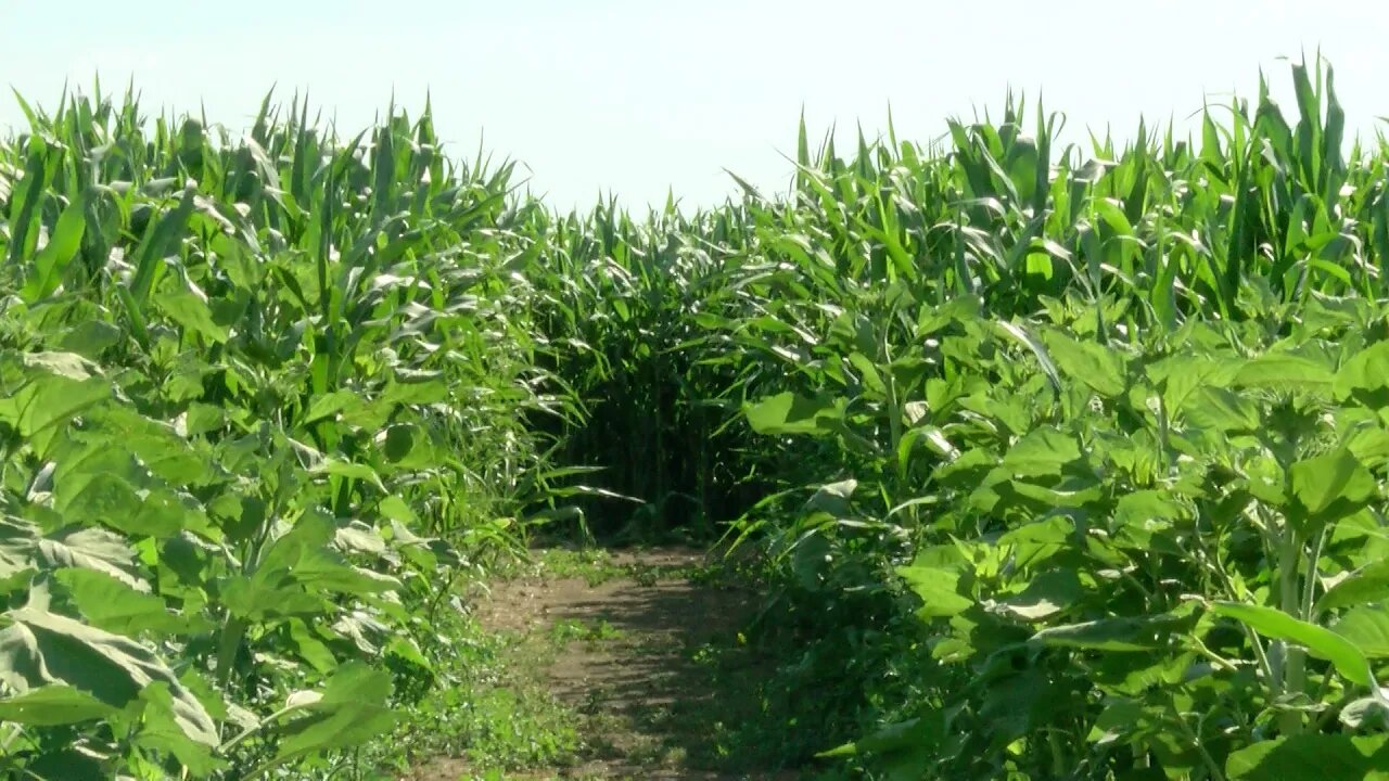 Two Mazes Open At Lethbridge Corn Maze - August 11, 2022