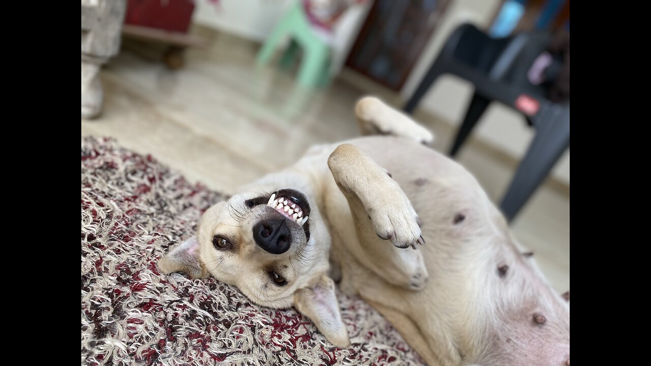 Feeding her pups in funny way