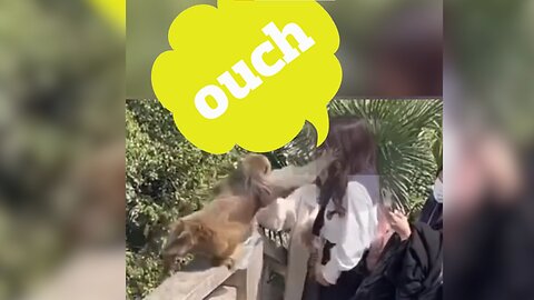 Monkey Slapped Girl