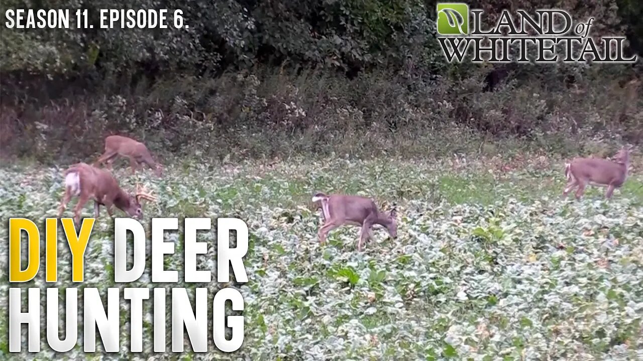 Top Money-Saving Food Plots Tips | Land of Whitetail