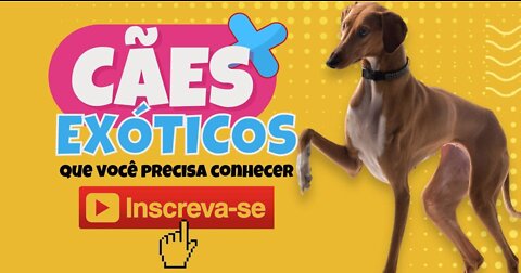 CÃES EXÓTICOS QUE VOCÊ PRECISA CONHECER 🐶🐶🐶🐶